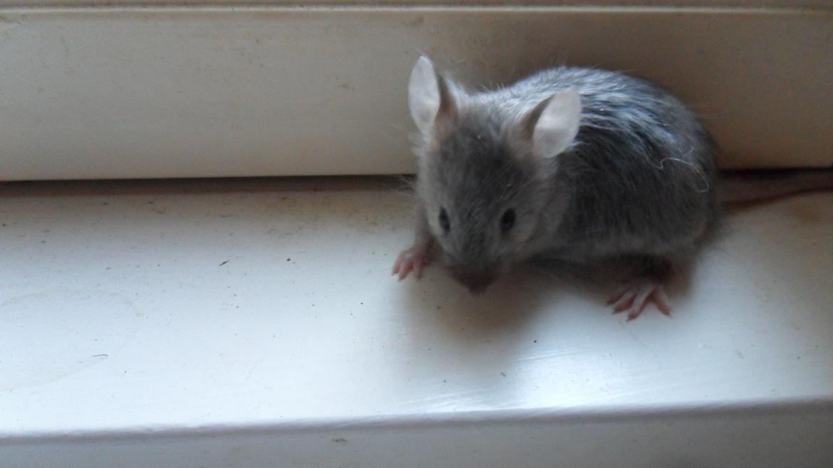 Mus Suchiru billede 3