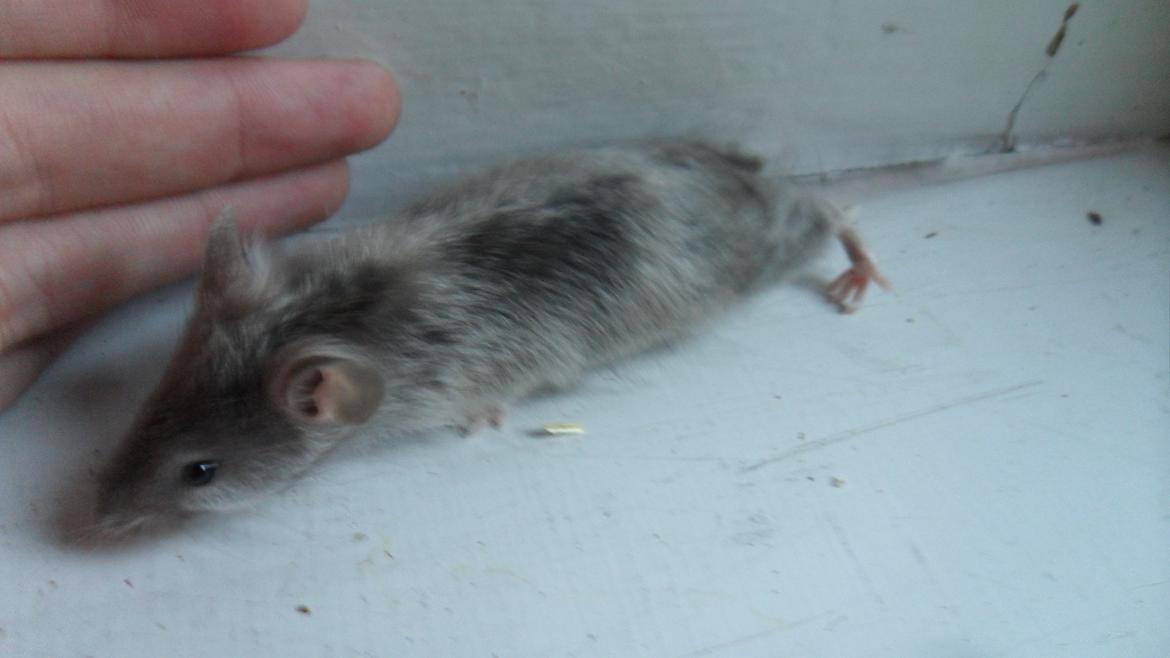 Mus Suchiru billede 4