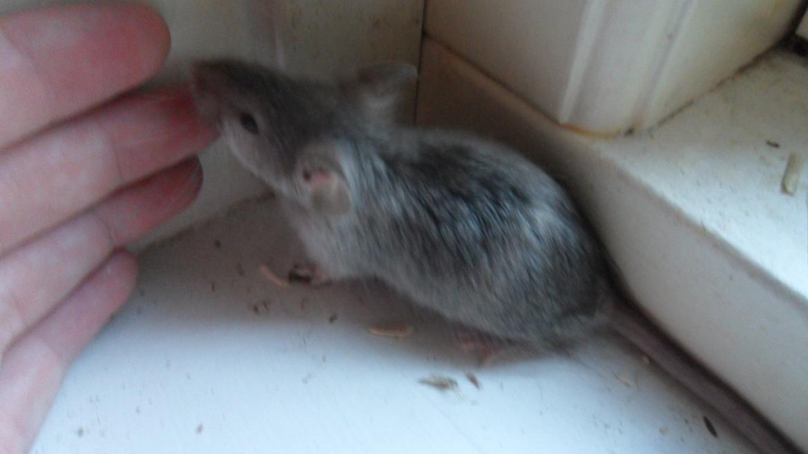 Mus Suchiru billede 5