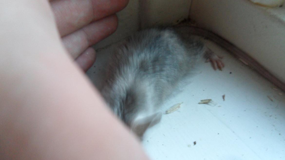 Mus Suchiru billede 6