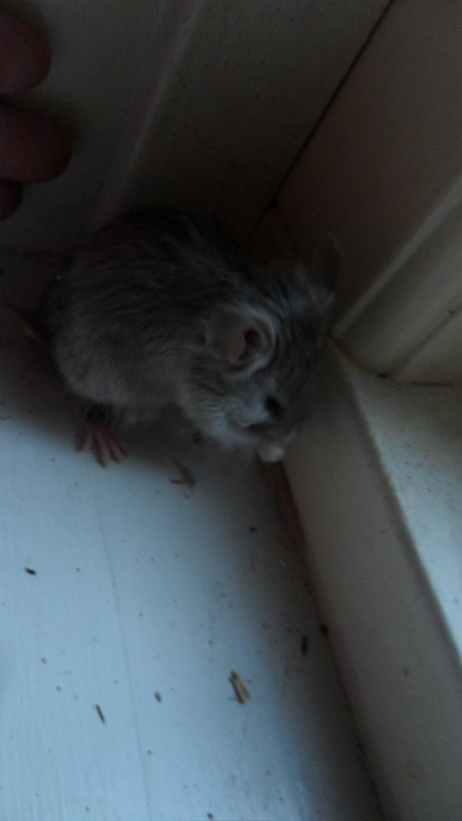 Mus Suchiru billede 7