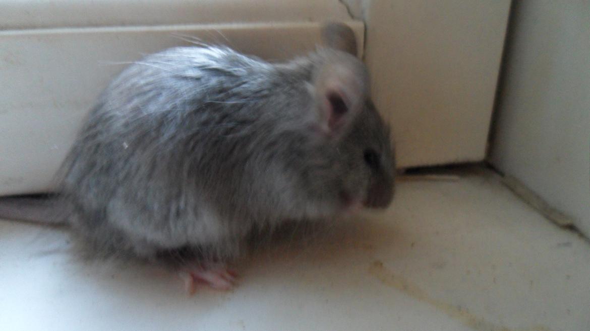 Mus Suchiru billede 8