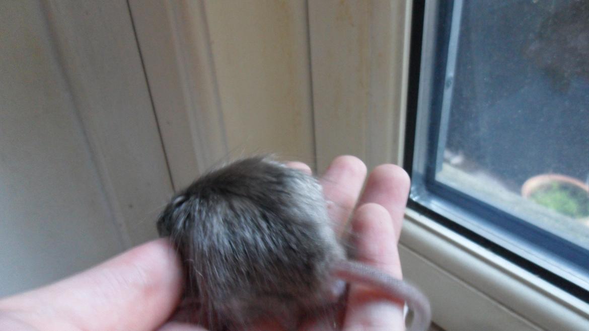 Mus Suchiru billede 9