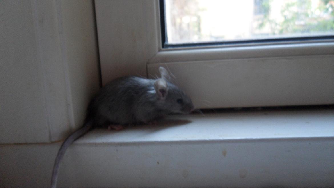 Mus Suchiru billede 10