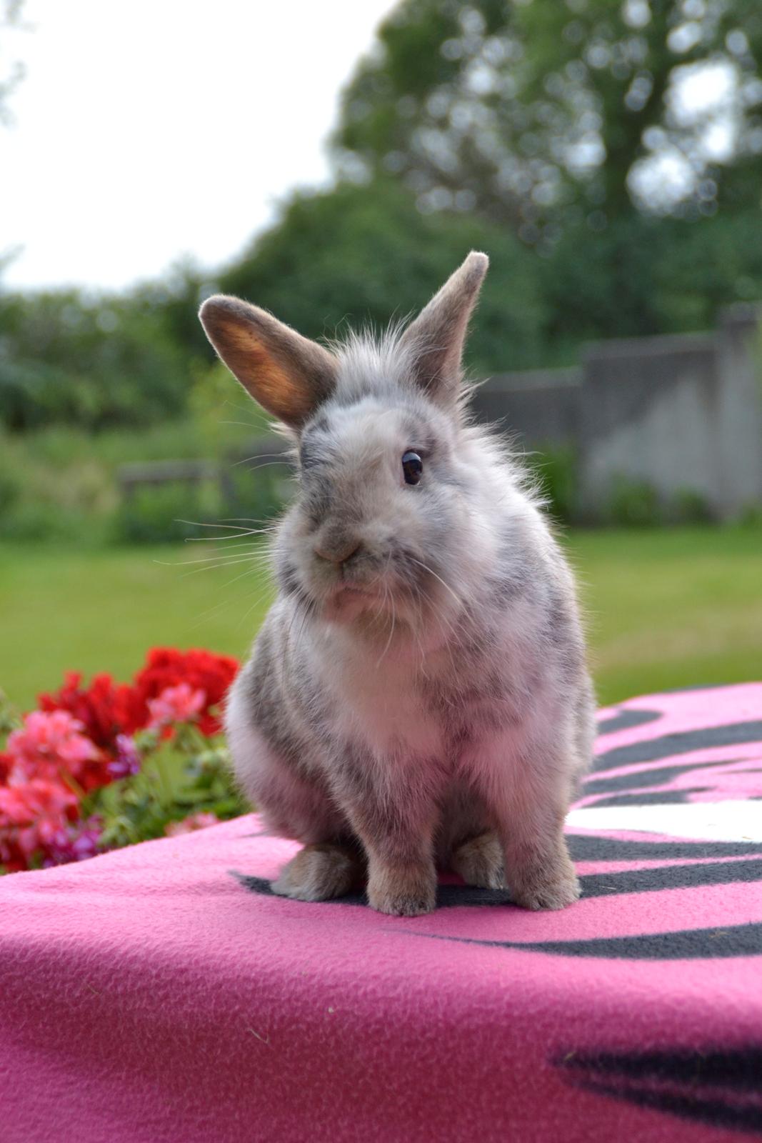 Kanin Fyldbinggaards Cupcake *Solgt* billede 22