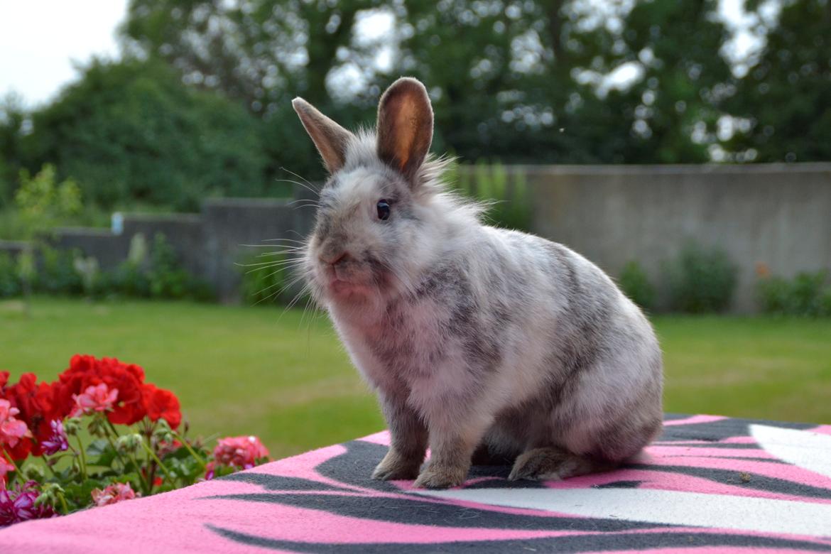 Kanin Fyldbinggaards Cupcake *Solgt* billede 3