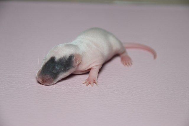 Tamrotte Hell´s Diva billede 10