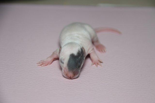 Tamrotte Hell´s Diva billede 9