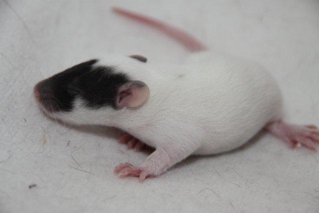 Tamrotte Hell´s Diva billede 7