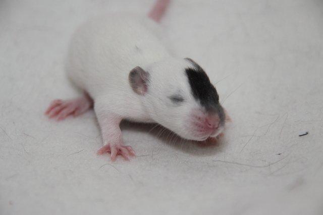 Tamrotte Hell´s Diva billede 8