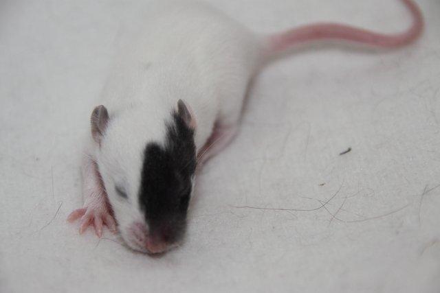 Tamrotte Hell´s Diva billede 6