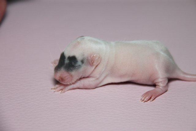 Tamrotte Hell´s Golden Crush billede 7