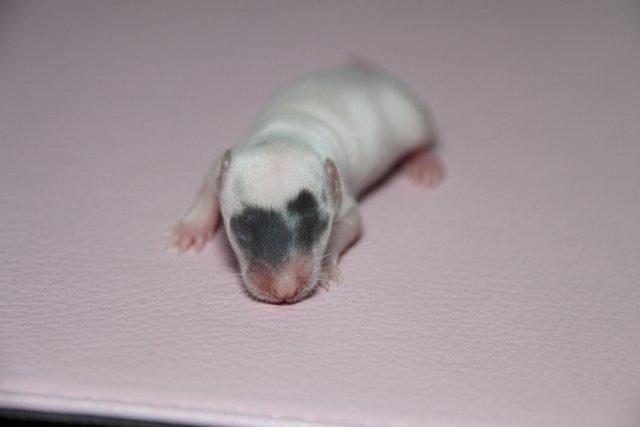 Tamrotte Hell´s Golden Crush billede 8