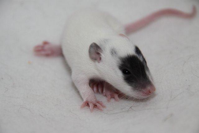 Tamrotte Hell´s Golden Crush billede 6