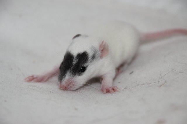 Tamrotte Hell´s Golden Crush billede 4