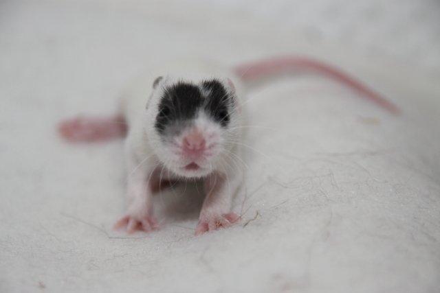 Tamrotte Hell´s Golden Crush billede 5