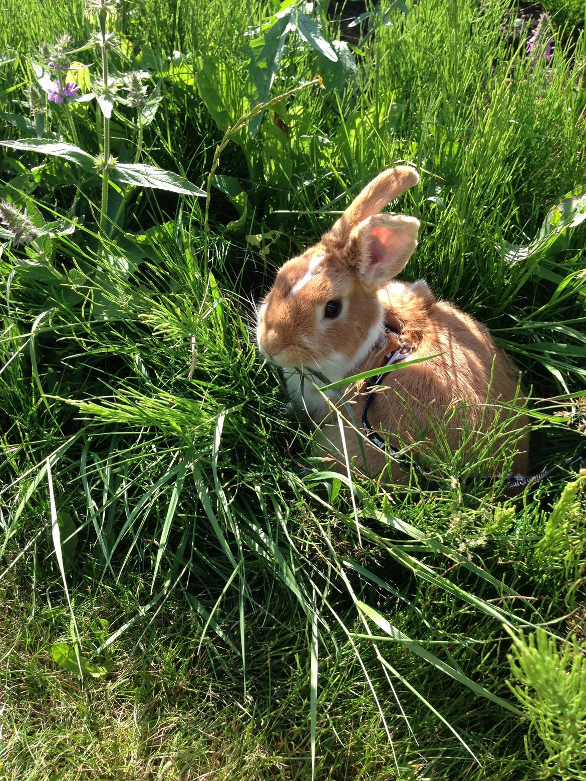 Kanin Burger <3 billede 20