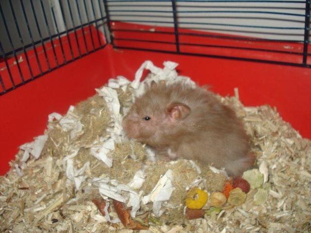 Hamster Tusse´s Houston billede 20