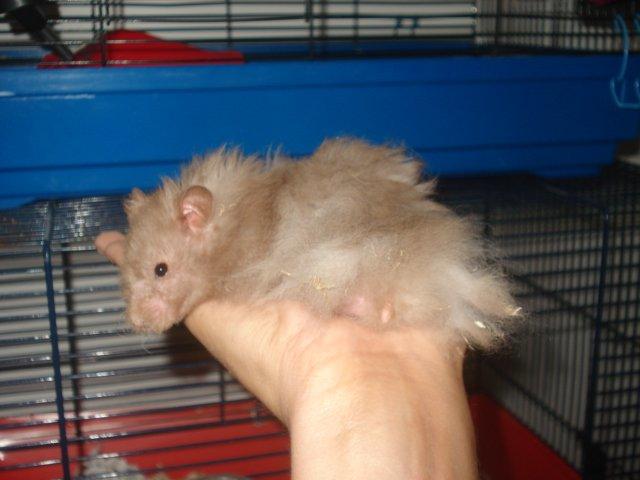 Hamster Tusse´s Houston billede 21