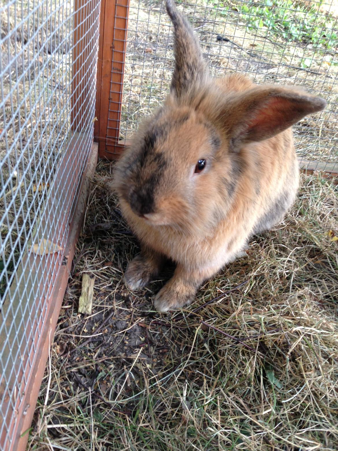 Kanin Rolly Jumper* R'j- TILBYDER PARRING billede 10