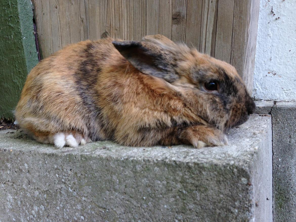 Kanin Rolly Jumper* R'j- TILBYDER PARRING billede 11