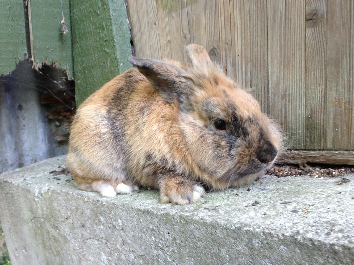 Kanin Rolly Jumper* R'j- TILBYDER PARRING billede 12