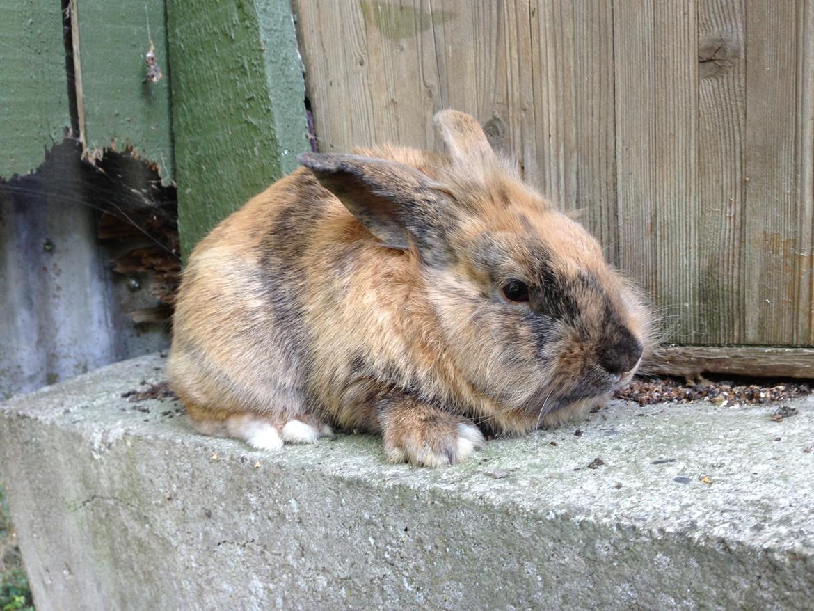 Kanin Rolly Jumper* R'j- TILBYDER PARRING billede 13