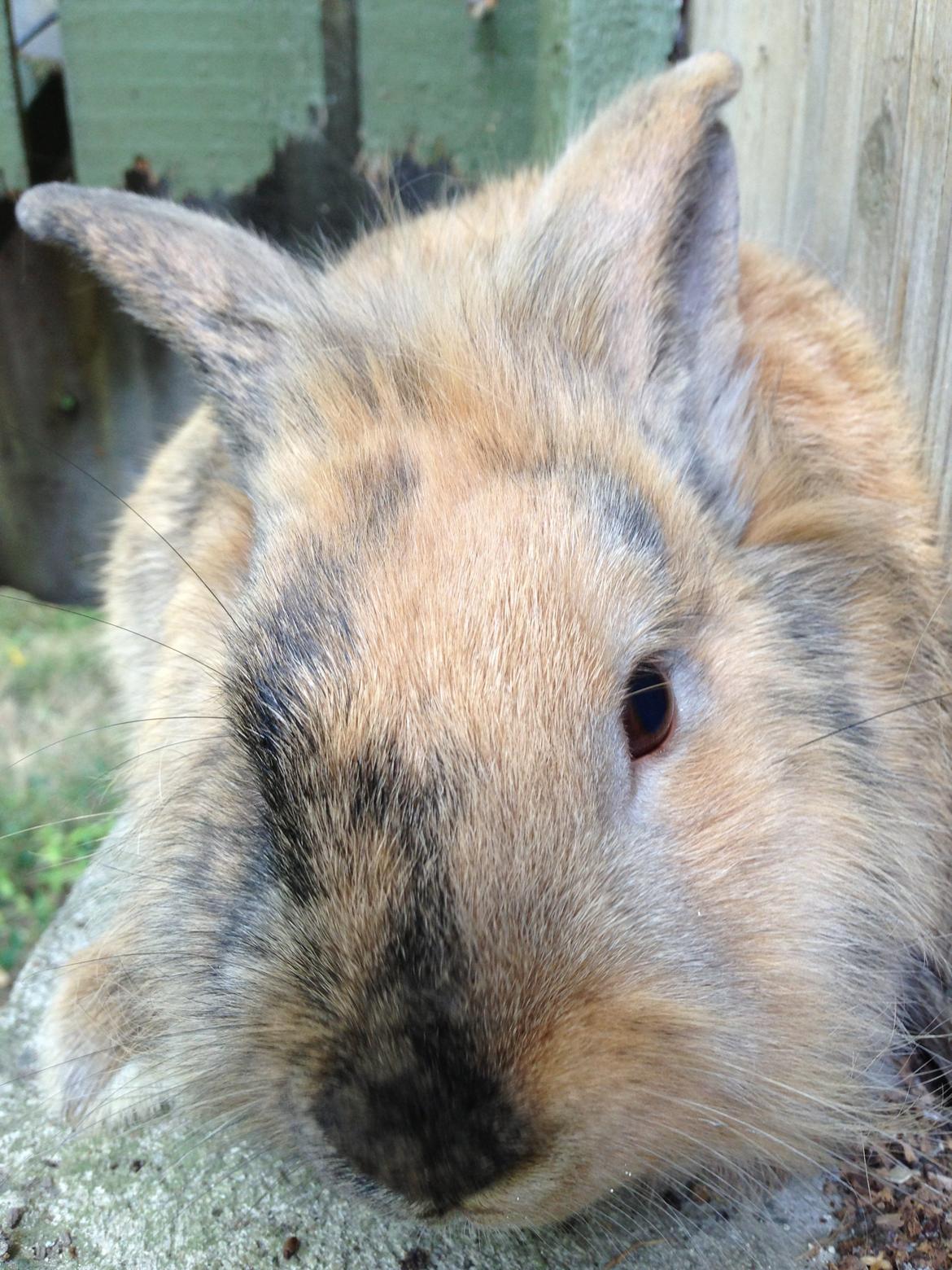 Kanin Rolly Jumper* R'j- TILBYDER PARRING billede 14