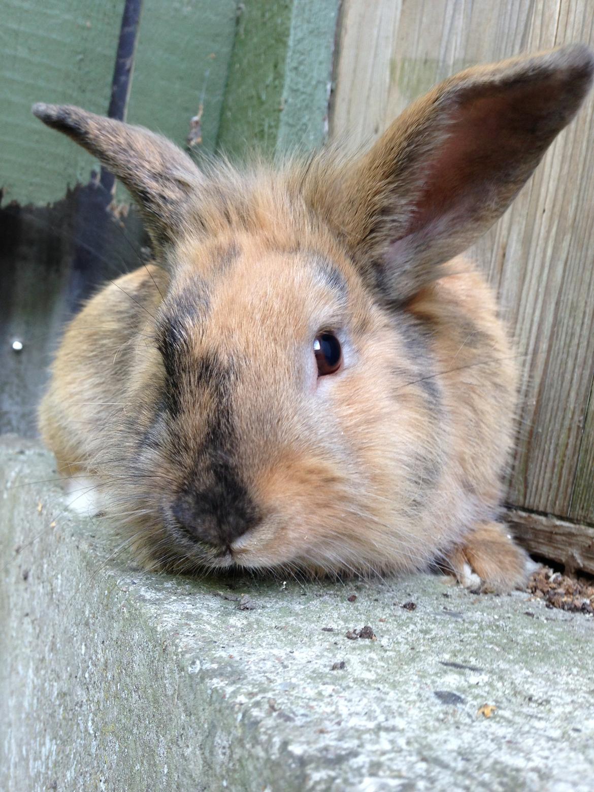 Kanin Rolly Jumper* R'j- TILBYDER PARRING billede 15