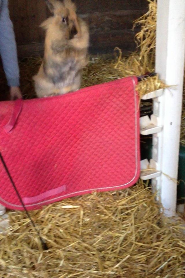 Kanin Rolly Jumper* R'j- TILBYDER PARRING billede 16