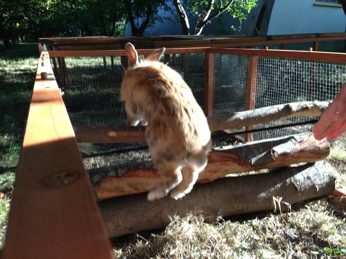 Kanin Rolly Jumper* R'j- TILBYDER PARRING billede 17