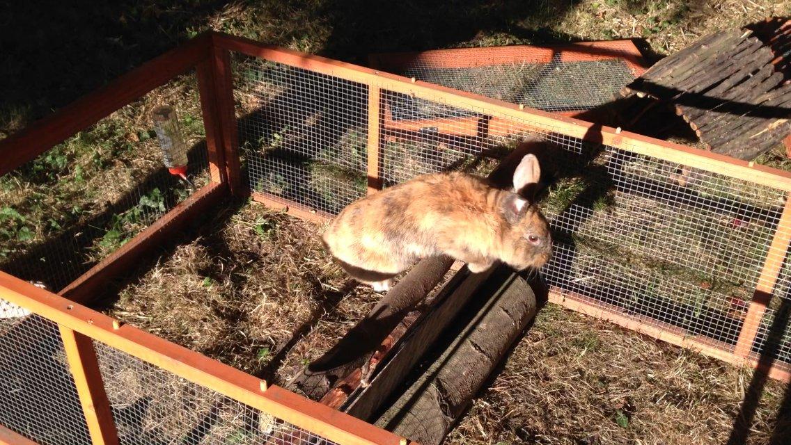 Kanin Rolly Jumper* R'j- TILBYDER PARRING billede 18