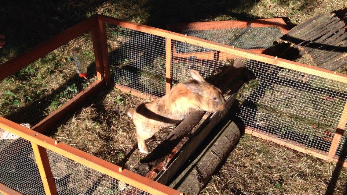 Kanin Rolly Jumper* R'j- TILBYDER PARRING billede 19