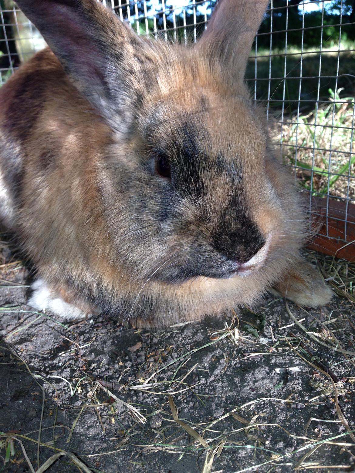 Kanin Rolly Jumper* R'j- TILBYDER PARRING billede 20