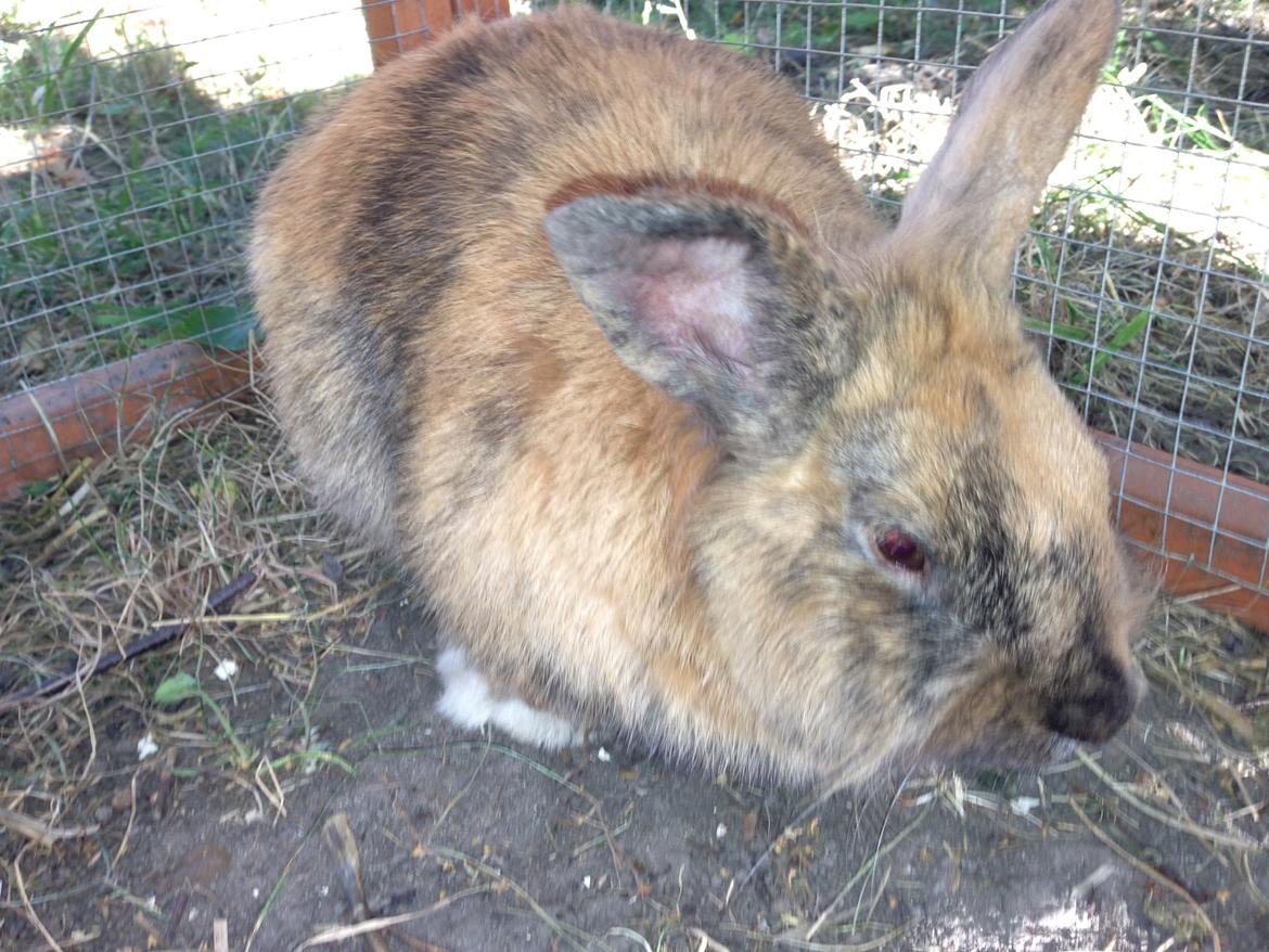 Kanin Rolly Jumper* R'j- TILBYDER PARRING billede 21