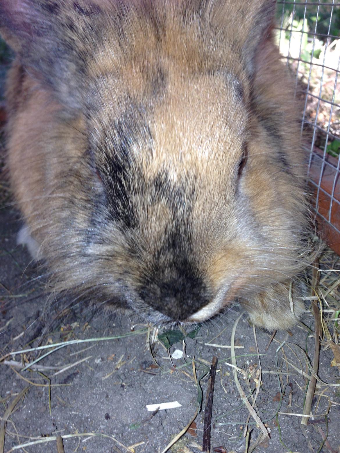 Kanin Rolly Jumper* R'j- TILBYDER PARRING billede 22