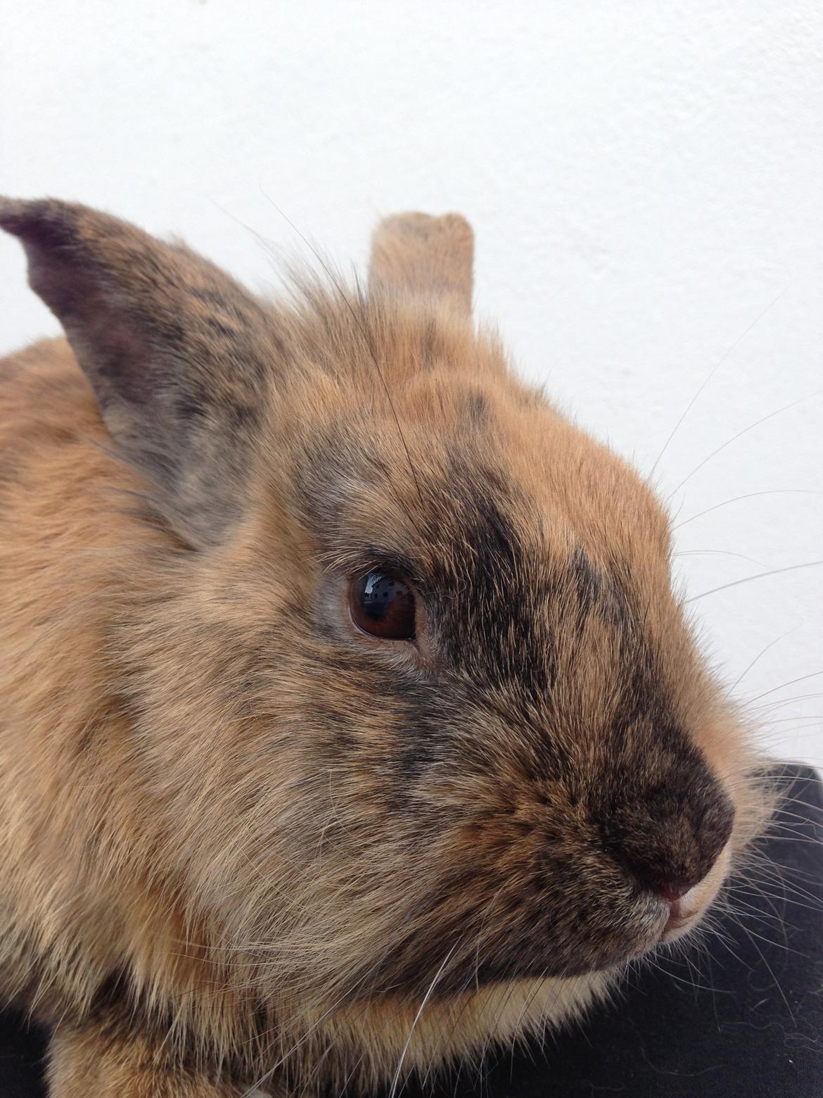 Kanin Rolly Jumper* R'j- TILBYDER PARRING billede 23