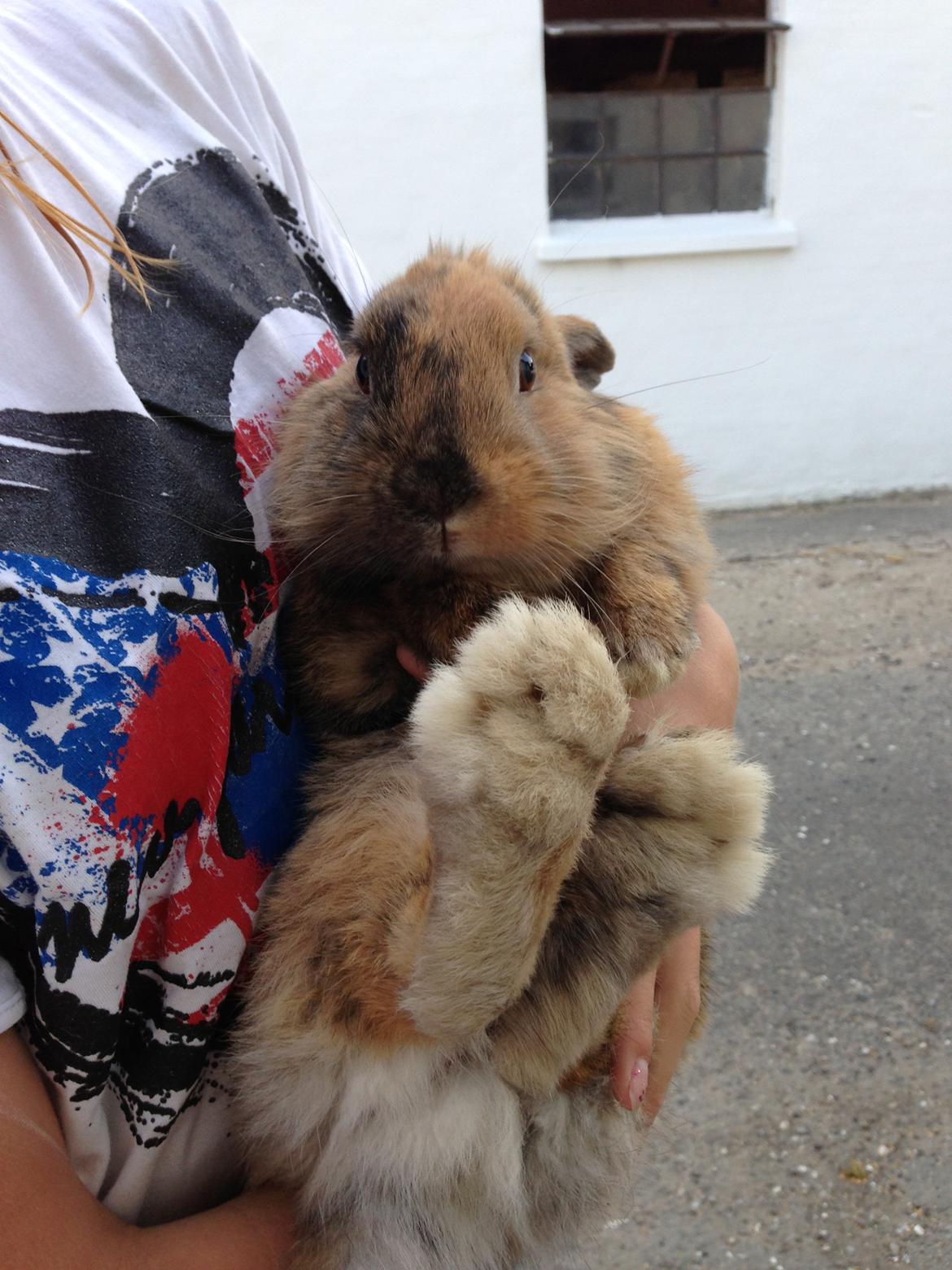 Kanin Rolly Jumper* R'j- TILBYDER PARRING billede 24