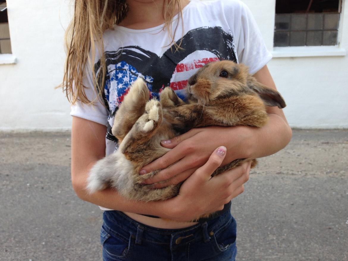 Kanin Rolly Jumper* R'j- TILBYDER PARRING billede 25