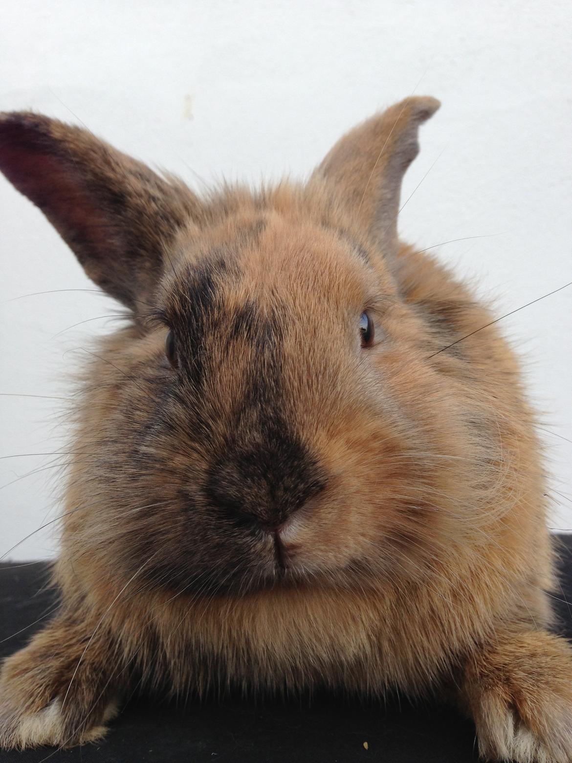 Kanin Rolly Jumper* R'j- TILBYDER PARRING billede 26