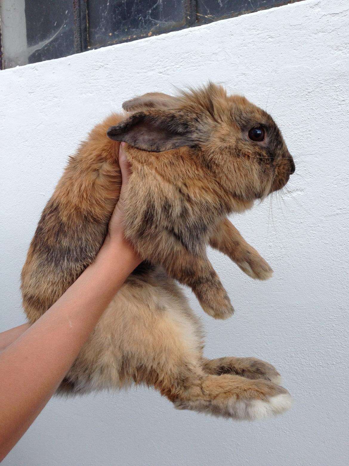 Kanin Rolly Jumper* R'j- TILBYDER PARRING billede 27