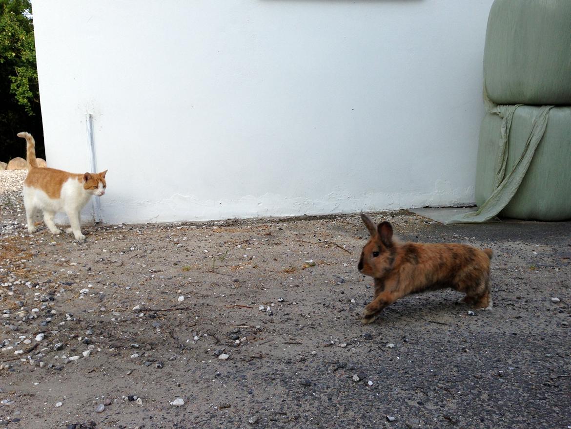 Kanin Rolly Jumper* R'j- TILBYDER PARRING billede 28