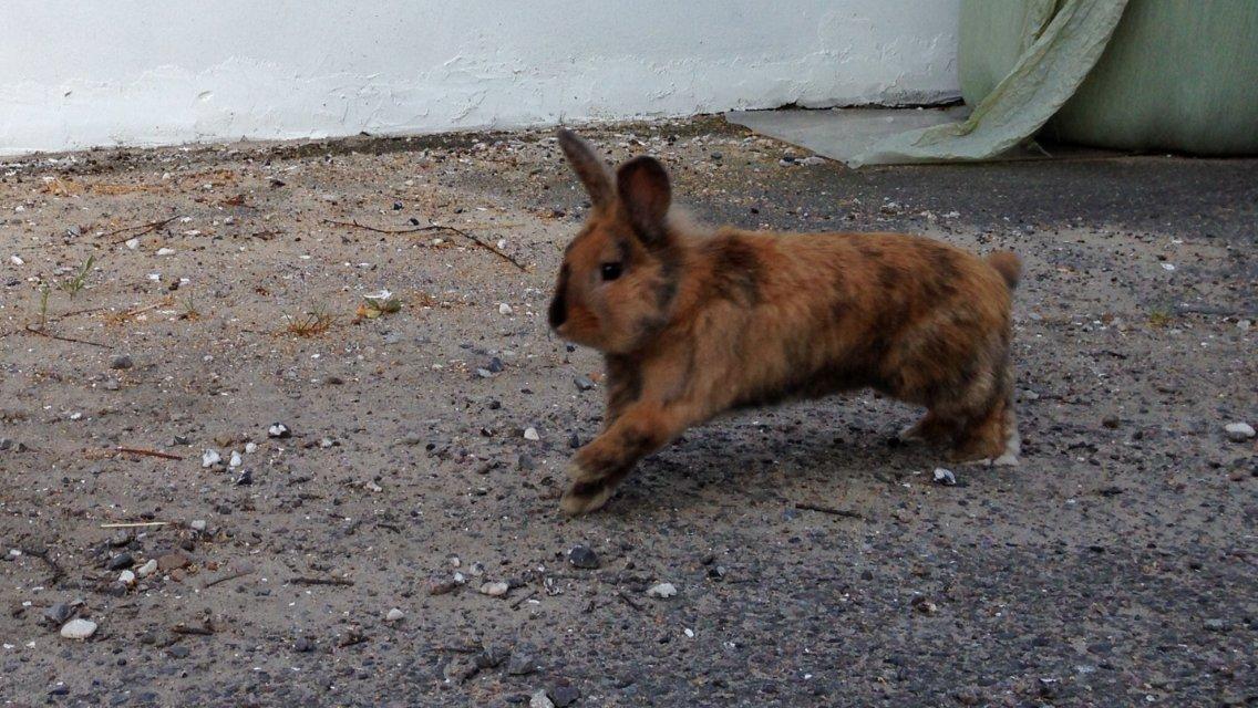 Kanin Rolly Jumper* R'j- TILBYDER PARRING billede 29