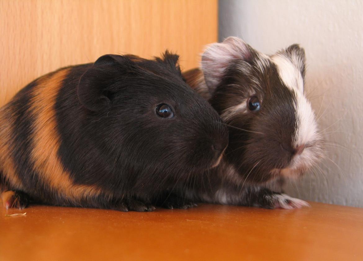 Marsvin Bella - Bella og sin bror Viggo 1 uge gammel billede 10