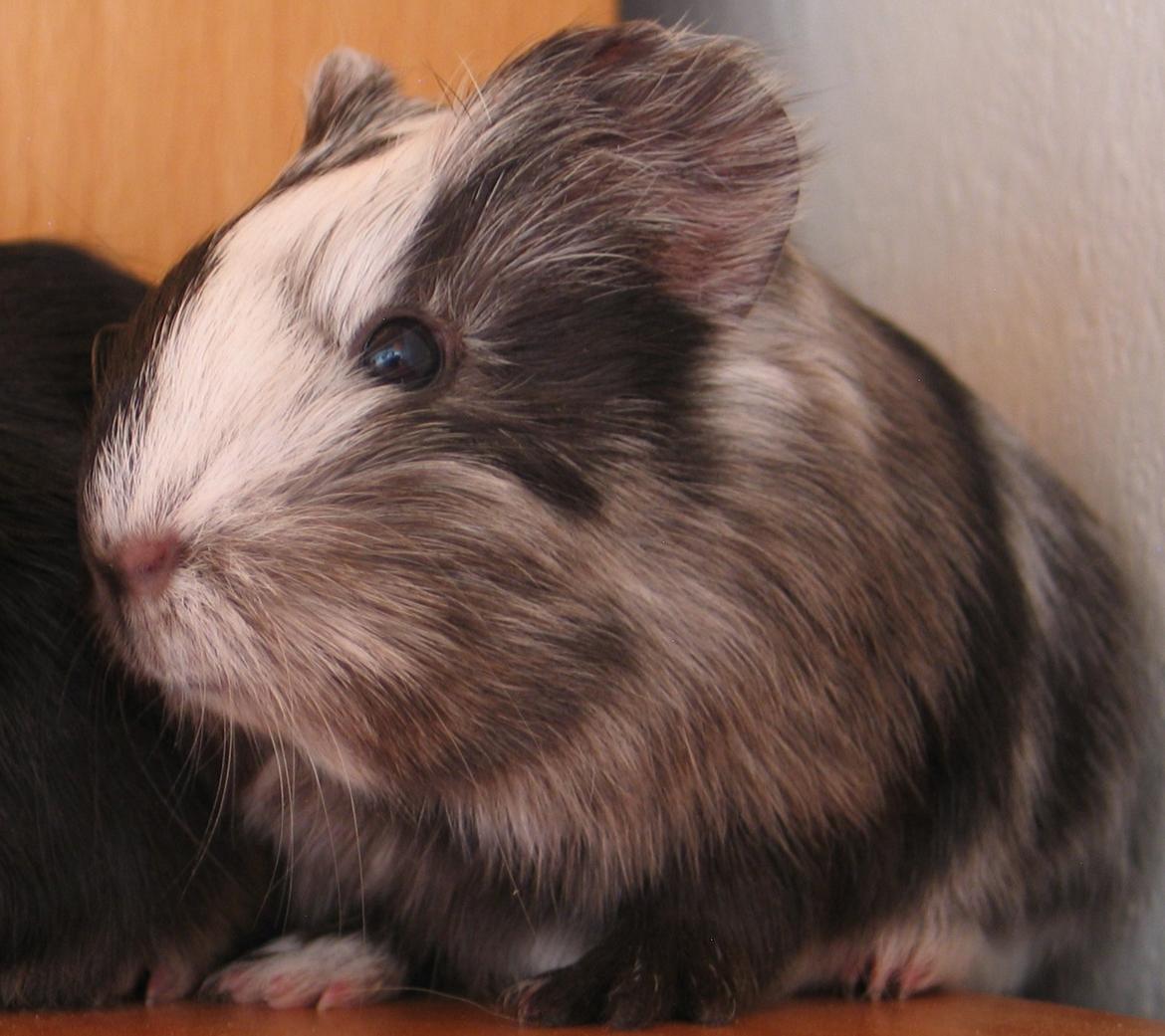 Marsvin Bella - Bella billede 9