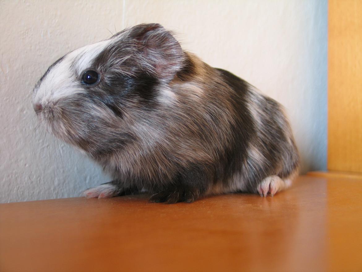 Marsvin Bella - Smukke Bella billede 11