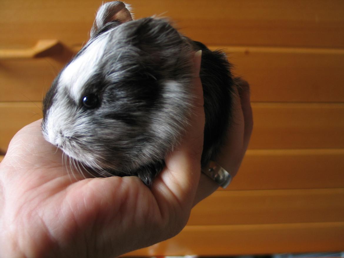 Marsvin Bella - Det varer nok ikke så længe før hun ikke kan være i hånden mere :) billede 12