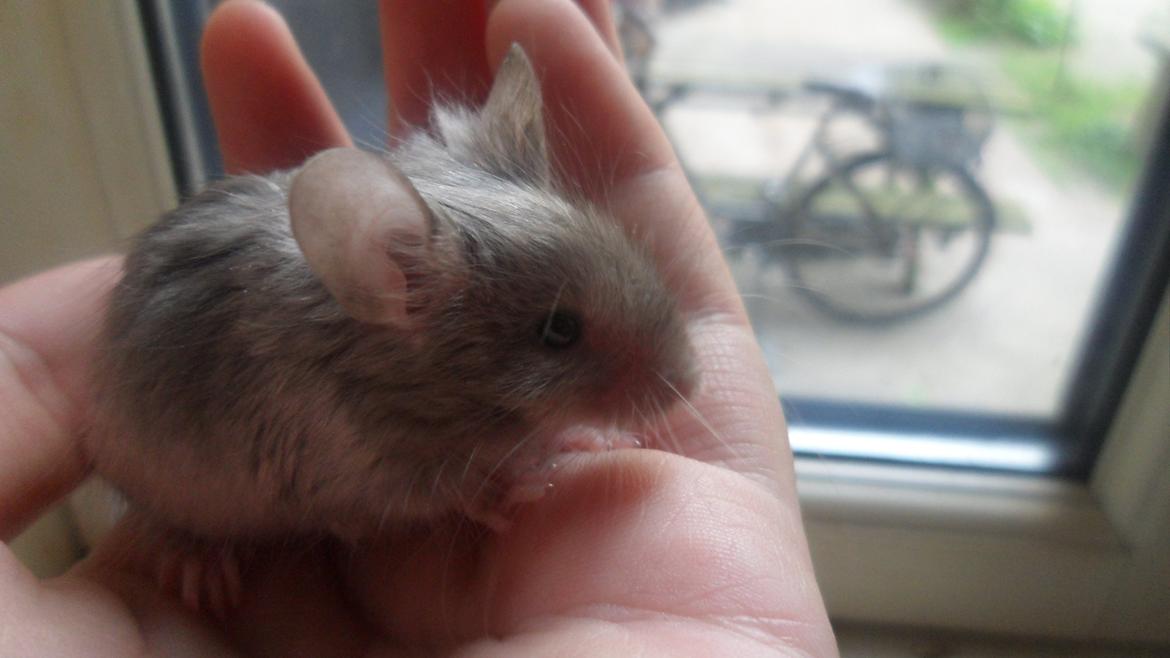 Mus Kinzoku billede 1