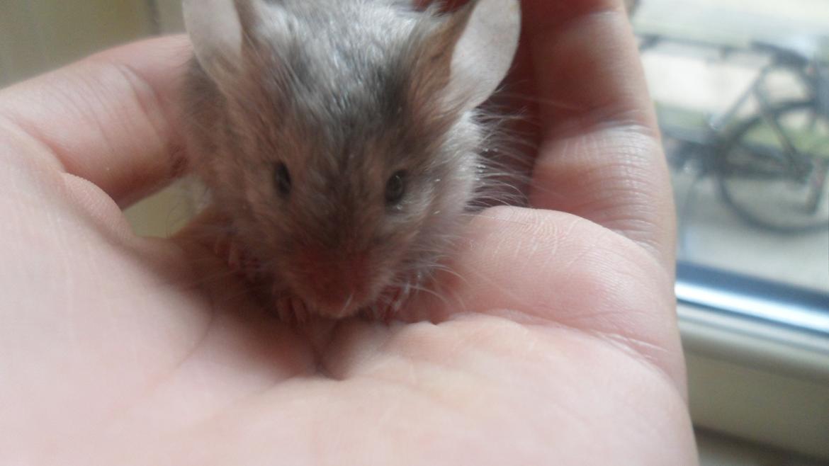 Mus Kinzoku billede 2