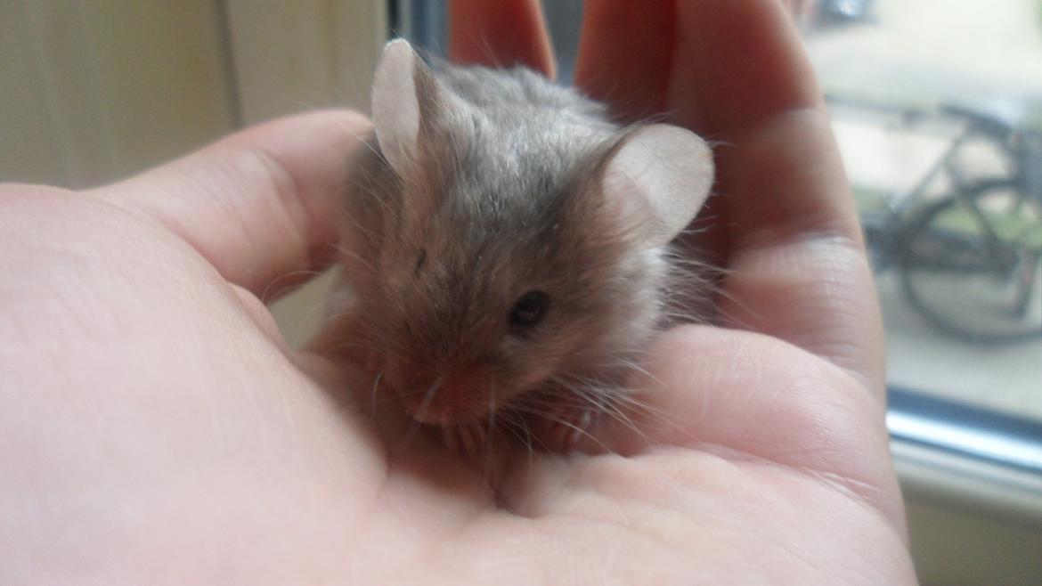 Mus Kinzoku billede 3